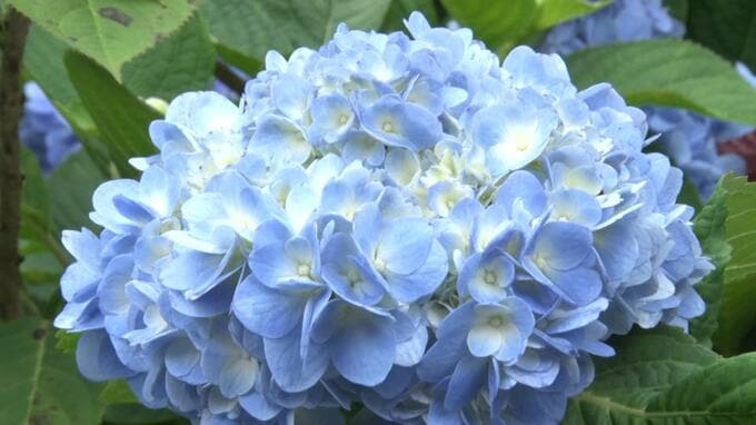 色とりどりのアジサイ30万輪　一面見ごろを迎えるよへなあじさい園　本部町伊豆味【写真あり】|TBS NEWS DIG