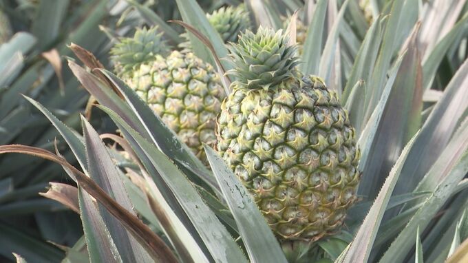 中国が停止中の台湾産パイナップル輸入 再開に向け支援へ|TBS NEWS DIG