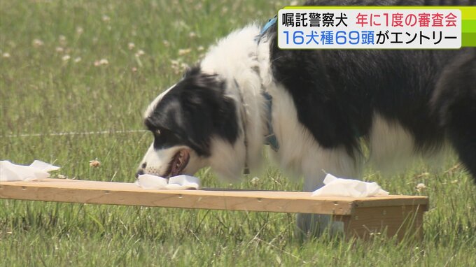 目指せ“犬のおまわりさん”！　2026年は16種69頭がエントリー！年1度の「嘱託警察犬」の審査会　「私の緊張が伝わったかな…」少し不調の犬もいれば自慢の鼻で訓練の成果を披露する犬も　選考基準とは？|TBS NEWS DIG