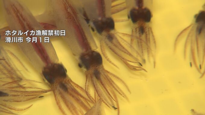 「あまりにひどい」ホタルイカ解禁7日目　水揚げたった7匹　1000分の1の漁獲量に「商売にならない」　|　富山のニュース｜天気・防災｜チューリップテレビ