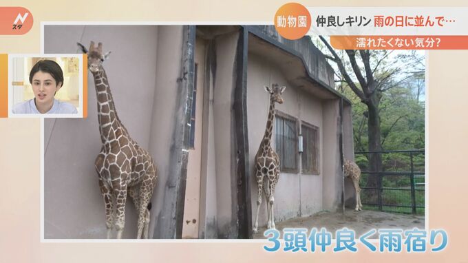 濡れたくない気分？3頭揃って雨宿りの“仲良しキリン”屋根の部分にピッタリと！|TBS NEWS DIG