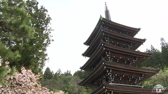 まるで桜咲く古都の風景　まだ間に合う遅咲きの花見スポット　春爛漫の青森市|TBS NEWS DIG