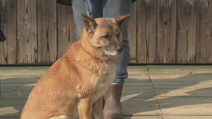 マツダやブリヂストンが動物保護のＮＰＯ法人に寄付「資金不足なので感謝の気持ちでいっぱい」医療費に使用|TBS NEWS DIG