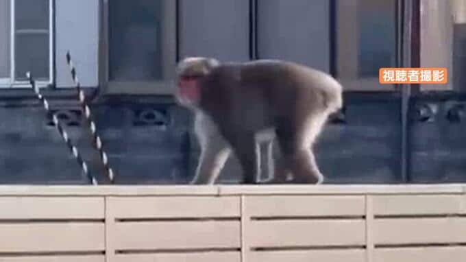 こちらをうかがう様子も…「車や人通りが多いところで見かけたのは初めて」山形市の住宅街にサル出没　|　山形のニュース│TUYテレビユー山形