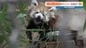 よろしくね「桃香（もこ）」です　レッサーパンダの赤ちゃん名前決まる　熊本市動植物園　約2万票のうち半数を獲得　10月ごろお披露目　　|　熊本のニュース｜RKK NEWS｜RKK熊本放送