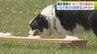 目指せ“犬のおまわりさん”！　2026年は16種69頭がエントリー！年1度の「嘱託警察犬」の審査会　「私の緊張が伝わったかな…」少し不調の犬もいれば自慢の鼻で訓練の成果を披露する犬も　選考基準とは？　|　青森のニュース│ATV NEWS│青森テレビ