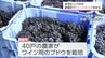 地元産のブドウを使い　都農ワイナリーで今季のワインの仕込み始まる　　|　MRTニュース ｜ ＭＲＴ宮崎放送