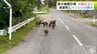 町道を駆けるイノシシの群れ　成獣とみられる2匹と子ども6匹が出没　生息域が急速に拡大しているとみて青森県は捕獲目標を4倍以上に増やすことを決定　目撃件数・農作物被害が増えるイノシシ　南部町　|　青森のニュース│ATV NEWS│青森テレビ