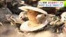 青森県「陸奥湾ホタテ」大量死の実態あきらかに…　2024年秋に稚貝を養殖かごに移しかえた直後に多くの貝が死ぬ　全湾の平均でへい死率が過去最悪の51.2%に　高水温で「ホタテのエラ繊毛」に異常きたし…　|　青森のニュース│ATV NEWS│青森テレビ