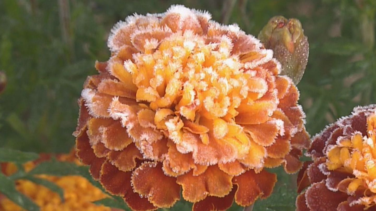 東海地方は今シーズン一番の冷え込み　氷点下を観測した高山市六厩地区では植物に｢うっすらと霜｣