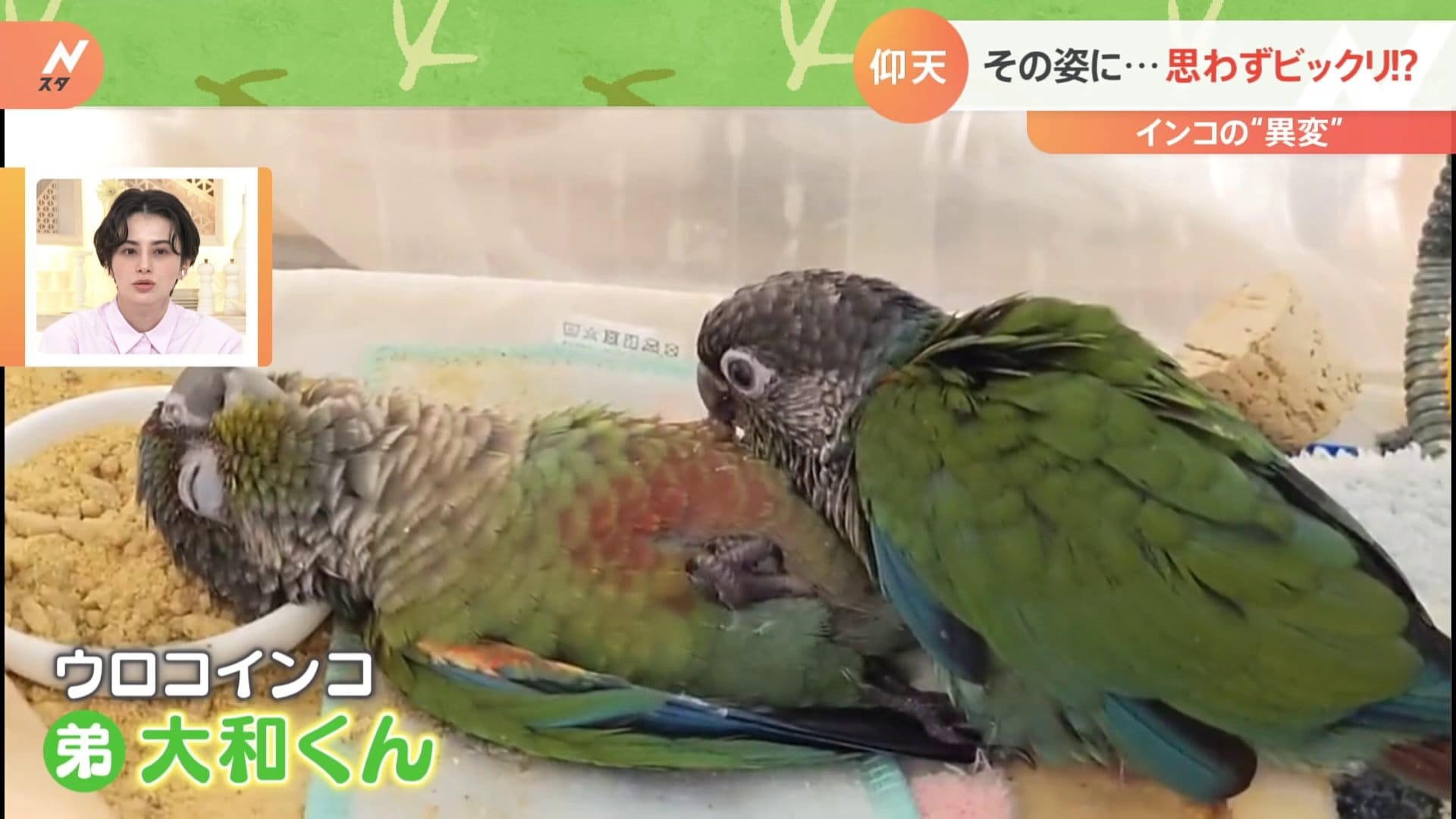 大丈夫 仰向けでぐったり インコの意外な寝姿 Tbs News Dig
