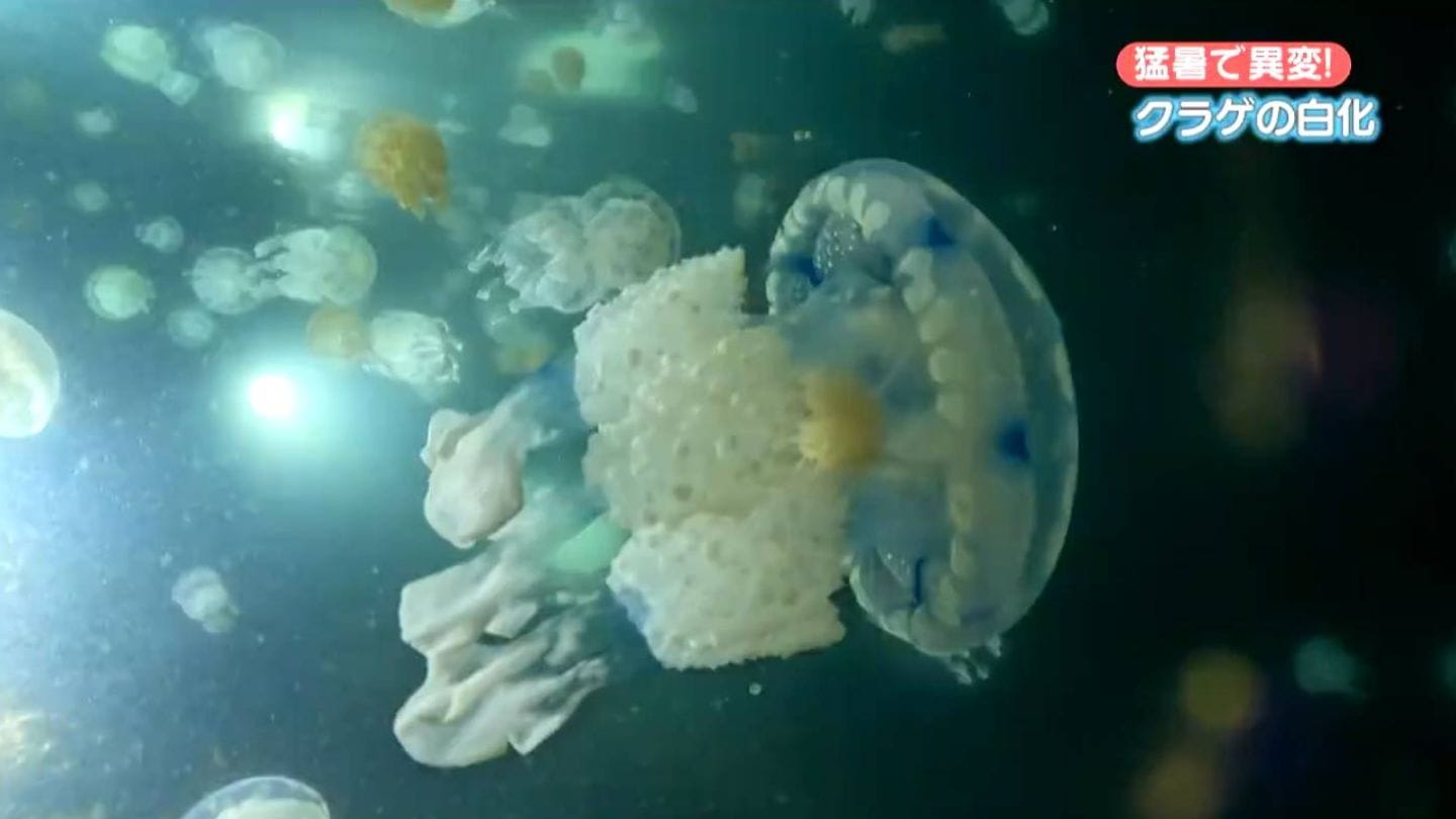 img_aba20c8d1f64a695fe3a826423