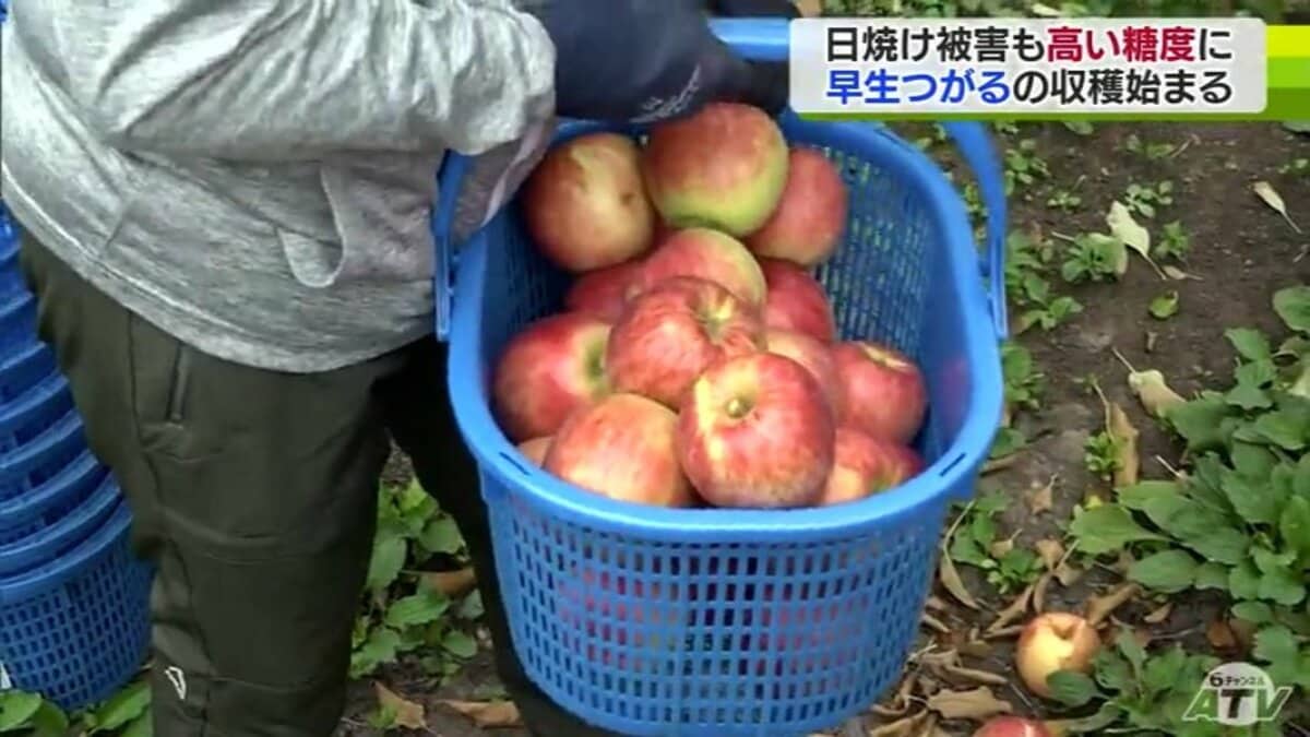 青くても糖度13度当たり前」早生リンゴ主力品種「つがる」の収穫始まる