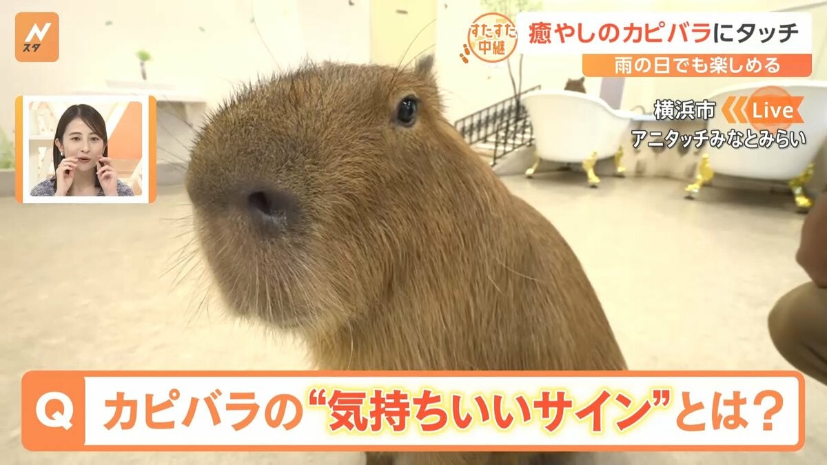 カピバラ、ワオキツネザルの赤ちゃん、砂漠のキツネ…20種類300匹！ 癒