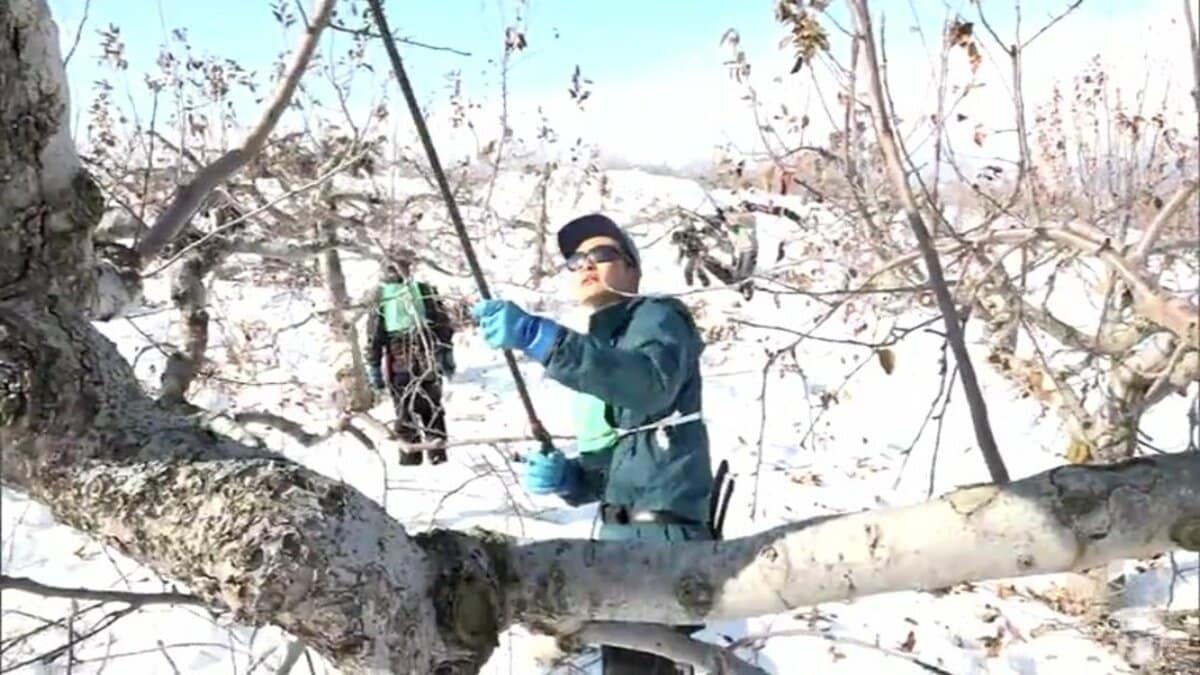 リンゴ農家が「雪害」への対応など学ぶ 修復が可能かどうか見極めより