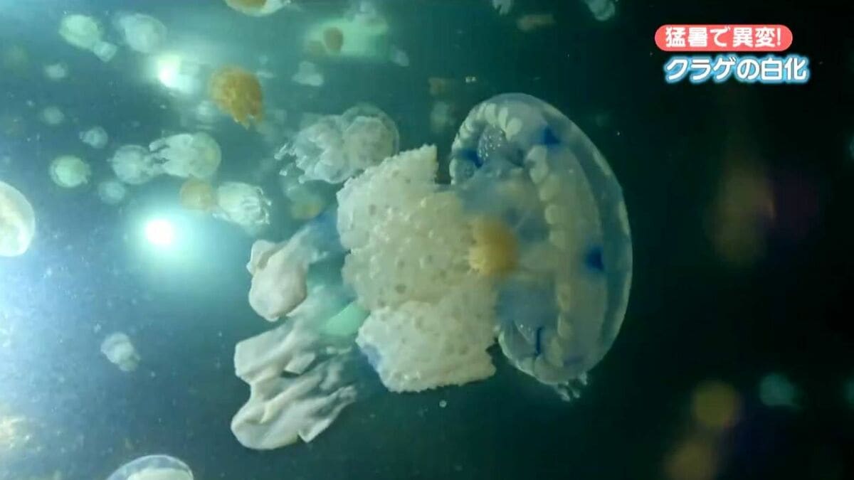 img_aba20c8d1f64a695fe3a826423