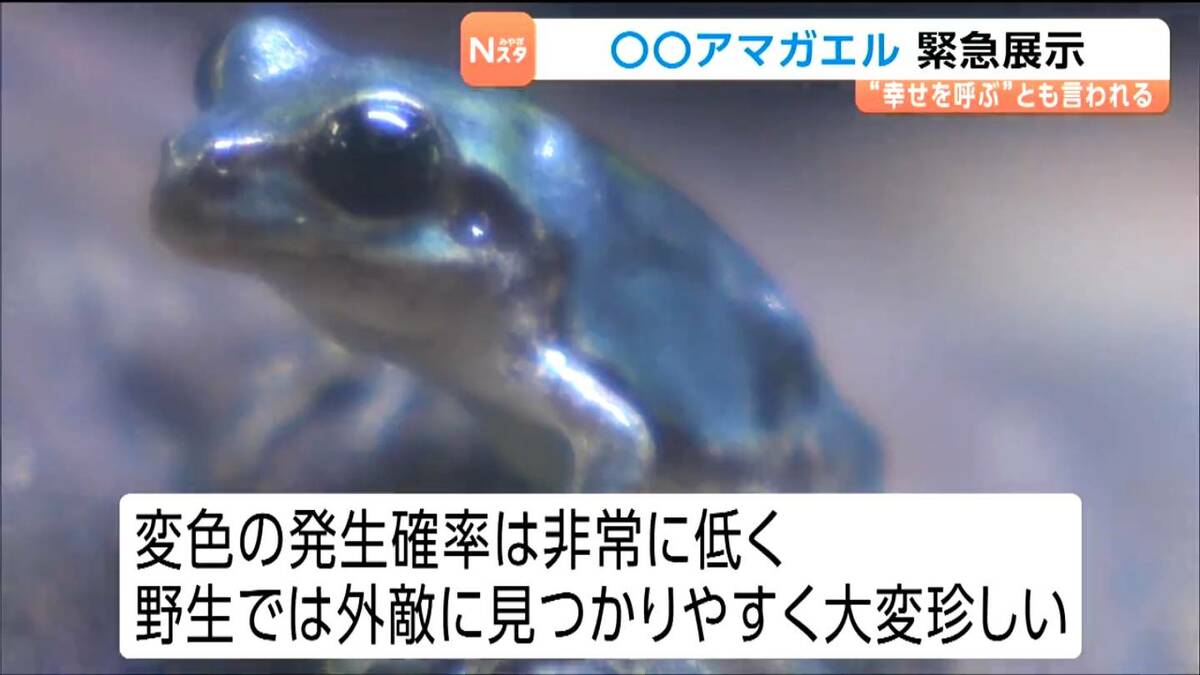 10万匹に1匹」青いアマガエルを小学生が発見！カマキリのえさ探しで