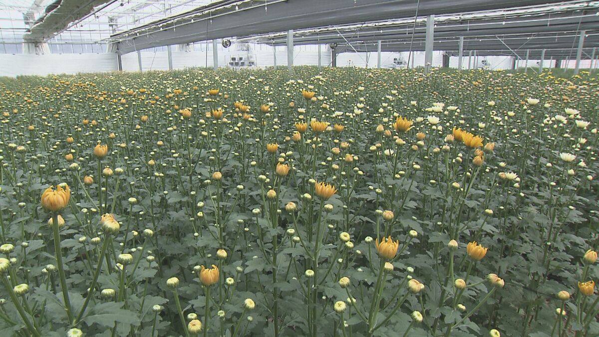 キク生産の拠点施設が大分市に完成　一貫体制で年間240万本出荷へ