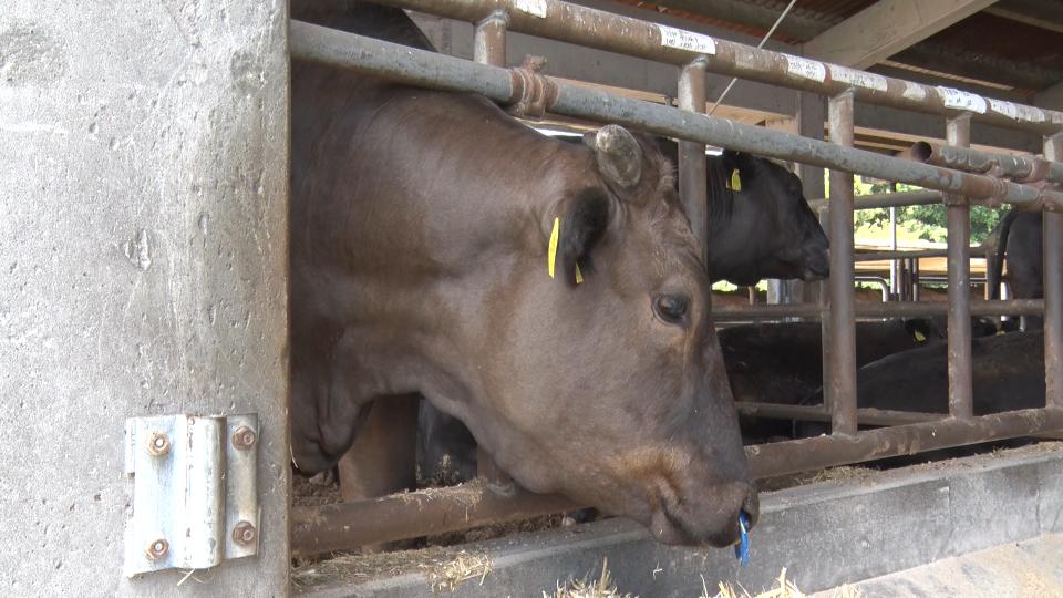 幻の和牛「宮古牛」を14年ぶりに再度商標登録　生産の基準など見直しブランド価値向上へ
