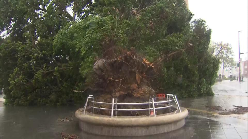 沖縄地方の暴風警報すべて解除　各地で倒木などの被害　波浪警報は継続