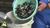 「強く元気に育って」大雨で被災のアユ養殖施設から稚魚出荷　青森県鰺ヶ沢町|TBS NEWS DIG