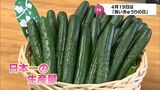 「良いきゅうりの日」を前に 生産者が宮崎県産きゅうりの消費拡大をPR|TBS NEWS DIG