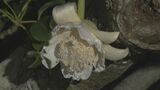 約6分で咲き 翌日には色が変わってしまう花 世界で一番幹が太くなるアフリカバオバブが開花 沖縄|TBS NEWS DIG