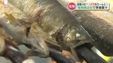 鮎づくし!鮎の食事処 今シーズンもオープンへ 豪雨災害を乗り越えて | 熊本のニュース|RKK NEWS|RKK熊本放送