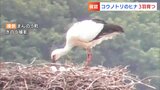 「一定の距離を保ち静かに見守って」まんのう町のコウノトリのヒナ　2羽ではなく3羽育っていた！【香川】　|　岡山・香川のニュース | 天気 | RSK山陽放送