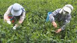 八十八夜を前に 県内の茶どころ南部町で一番茶の茶摘み始まる 山梨|TBS NEWS DIG