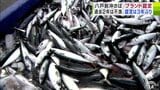 「八戸前沖さば」3年ぶりのブランド認定　過去2年は不漁続くも24年11月に1000トン超の水揚げを記録　|　青森のニュース│ATV NEWS│青森テレビ