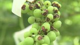 ブドウの実や葉に斑点 「黒とう病」ここ数年で最多 注意と対策を呼びかけ 山梨 | 山梨のニュース | UTYテレビ山梨