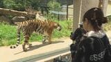 ネコ科最大級!絶滅危惧種アムールトラの新たな展示施設が長野県の動物園にオープン!「タイガの森」を再現 | SBC NEWS | 長野のニュース | SBC信越放送