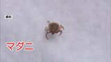 全国で感染リスク　マダニ感染症「ＳＦＴＳ」宮崎県内で今年初確認　重症化すると死亡することも・・・|TBS NEWS DIG