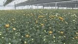 キク生産の拠点施設が大分市に完成　一貫体制で年間240万本出荷へ|TBS NEWS DIG
