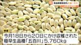 「粒の張りが良くつやもある」高温障害懸念もすべて”一等米”判定 極早生品種「五百川」の新米品質検査 宮城・大崎市 | 宮城のニュース│tbc NEWS│tbc東北放送