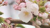 【開花発表】札幌で開花 観測史上2番目に早く…平年より13日早く、去年より3日遅い 札幌が函館より早い開花は2012年以来 | 北海道のニュース|HBC北海道放送