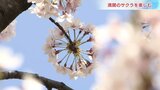 「元気でサクラを見られる幸せ」絶好のお花見日和 桜の名所環水公園にぎわう 富山 | 富山のニュース|天気・防災|チューリップテレビ