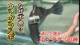 アンキモもかなわない 肝が絶品!富山湾のウマヅラハギ…でも記録的な不漁その原因を電子タグで追跡|TBS NEWS DIG