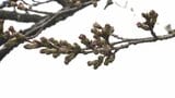 あとは開花を待つばかり 盛岡さくらまつり、一足早く始まる 夜かららはぼんぼり点灯やライトアップも 岩手|TBS NEWS DIG
