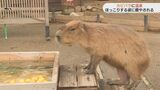 目の前にあったか温泉 カピバラ親子エサに釣られ入ってみると…そこには癒やしの光景がありました | 山口のニュース・天気・防災|tys NEWS|tysテレビ山口