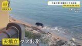 京都・天橋立にクマが出没 海を泳ぎ砂浜走る 業者が麻酔銃撃ち捕獲|TBS NEWS DIG