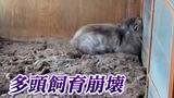 「床に散らばる骨・死骸」部屋には66匹のネコ “多頭飼育崩壊” の現場に密着 どうすれば防げるのか【岡山】 |TBS NEWS DIG