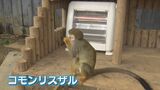 寒いのは人間だけじゃない!動物たちは身を寄せ合い暖を取る姿も |TBS NEWS DIG