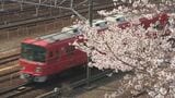 桜×電車の絶景コラボ 線路沿いで満開に… 名古屋・金山駅近く【動画】|TBS NEWS DIG