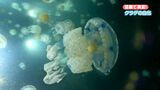 猛暑でクラゲにも異変! | 鹿児島のニュース|MBC NEWS|南日本放送