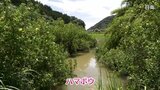 日南市でハマボウの花 見ごろ | MRTニュース | MRT宮崎放送
