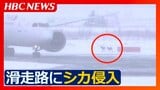 【新千歳空港】シカ2頭の侵入をパイロットが発見 最大40分の滑走路閉鎖で2便が欠航、4便が別の空港に着陸 | 北海道のニュース|HBC北海道放送