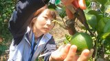 「暑さを乗り切ってほしい」ハウス栽培の竹田かぼす初出荷 果汁の量や香りは上々 大分 | 大分のニュース|OBS NEWS|大分放送