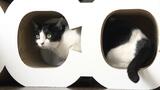 保護猫カフェに「キャットタワー」段ボール会社が寄贈、猫好き社員のアイデアで商品化　「爪とぎ、どう？」記者がマイクを向けるとネコは⋯【2月22日・猫の日】　|　高知のニュース・天気｜KUTV NEWS | KUTVテレビ高知